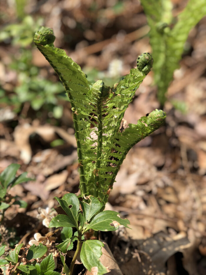 New fern fronds unrolling