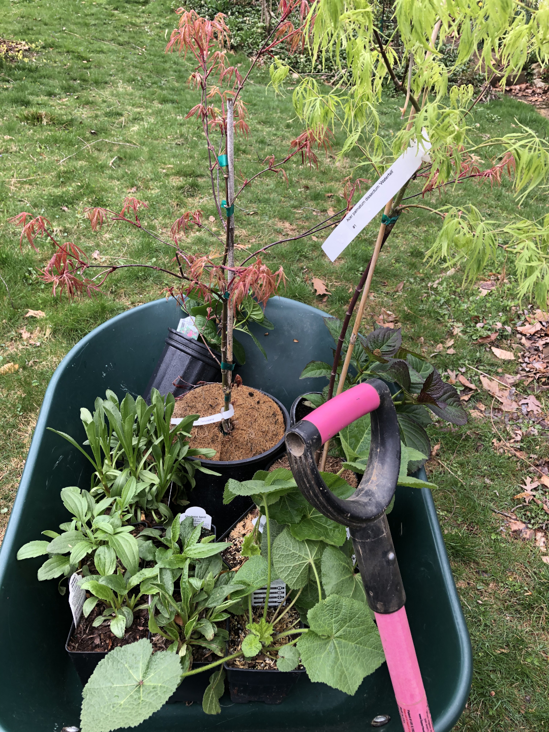 new plants in a wheelbarrow to be planted