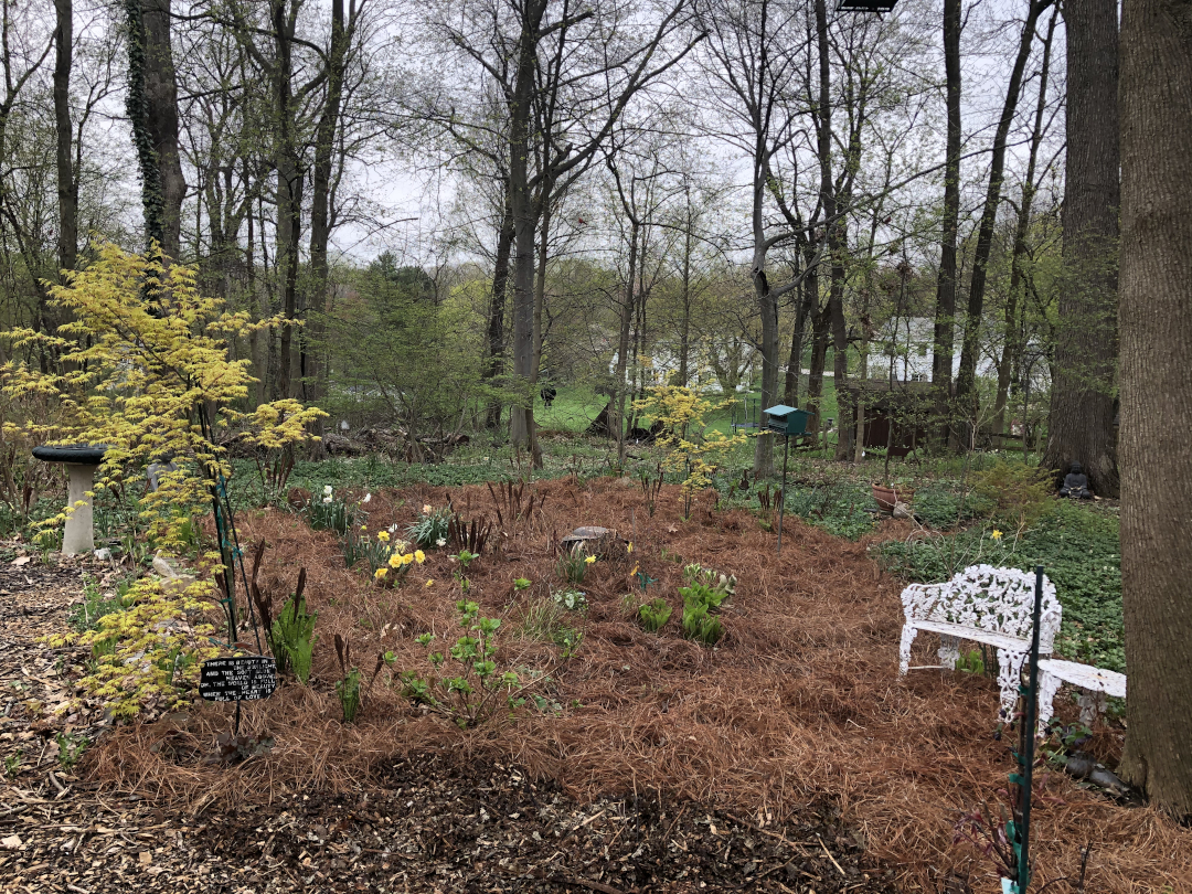 spring garden with pine straw mulch