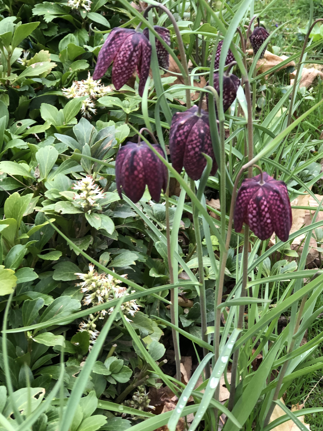 Snakes head fritillary