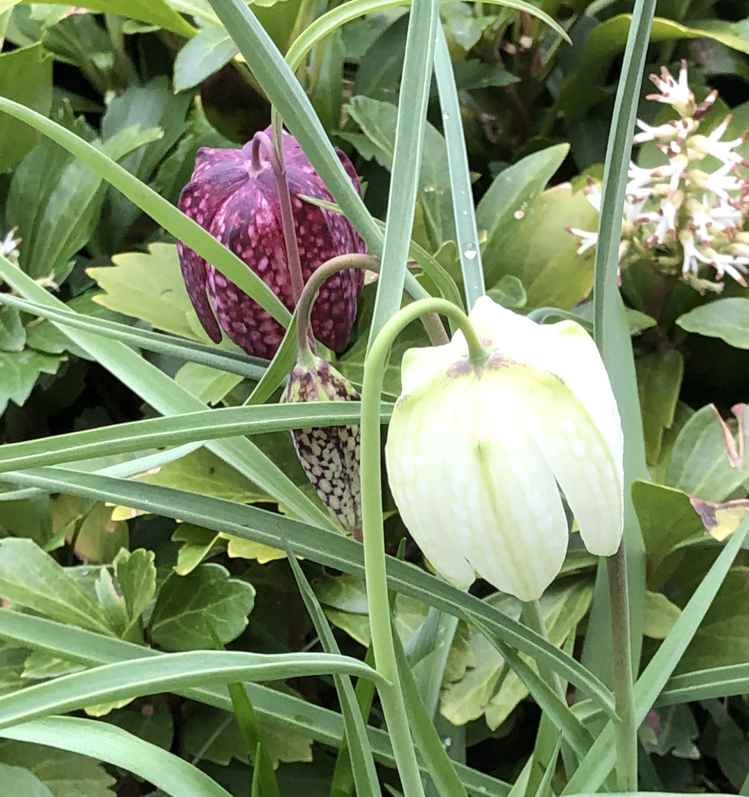 white snake’s head fritillary