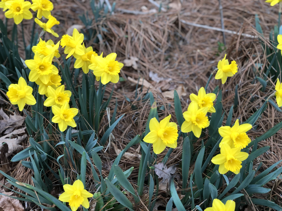 yellow trumpet daffodils