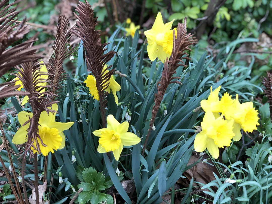 cinnamon fern mixed with daffodils