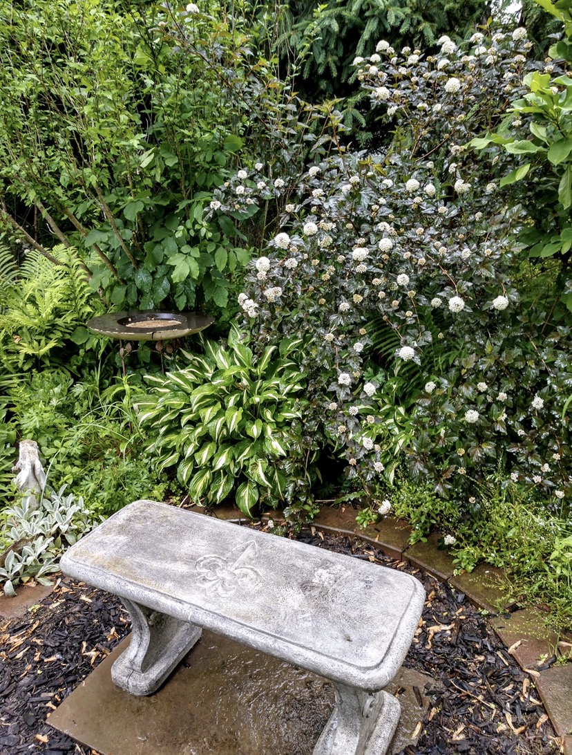 garden bench in front of a flowering ninebark