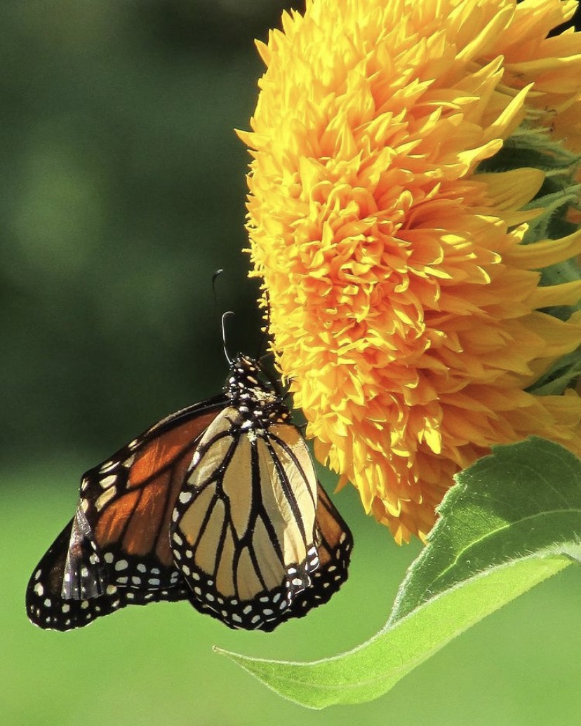 monarch butterfly on a sunflower