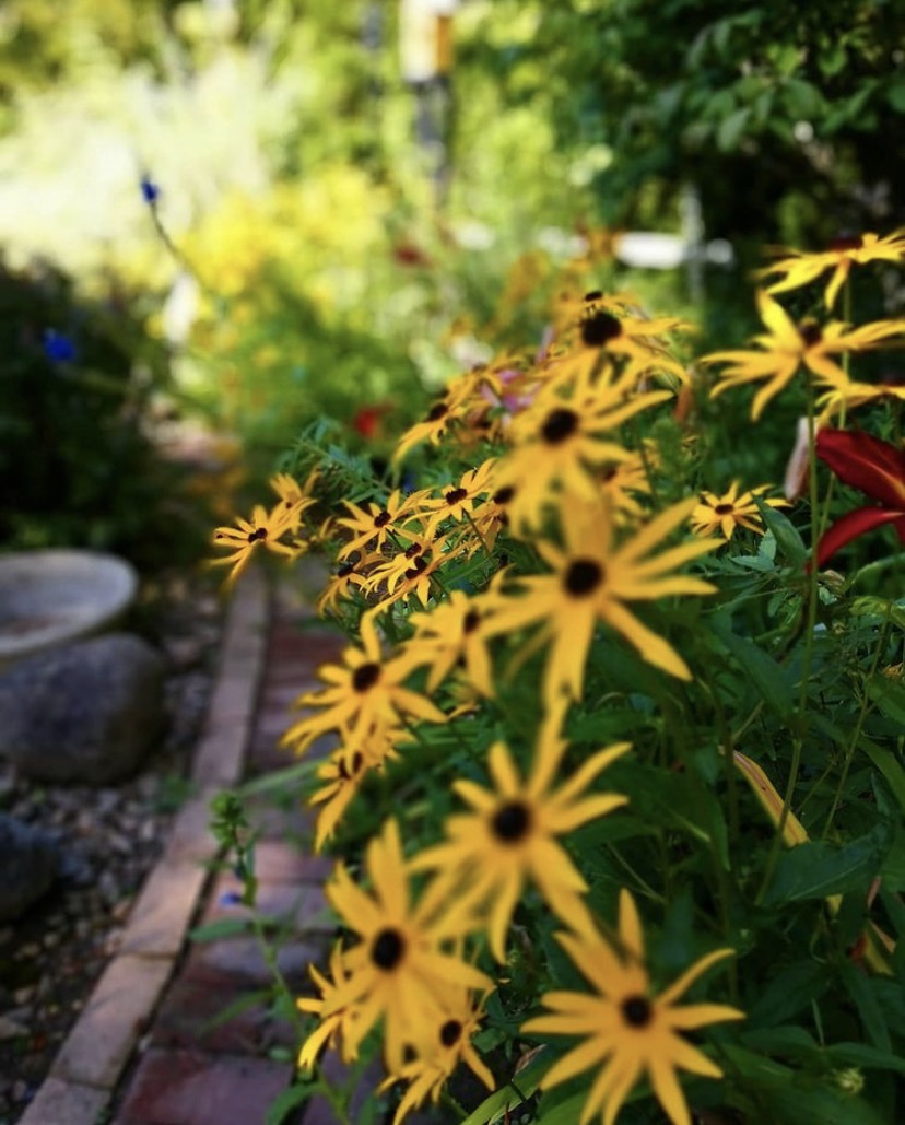 Blackeyed Susans