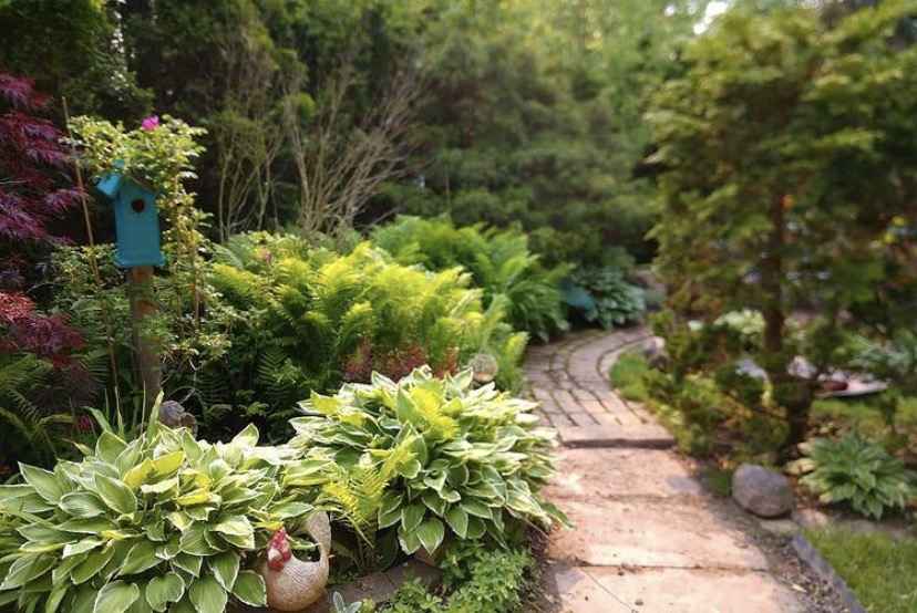 garden path lined with ferns and hostas