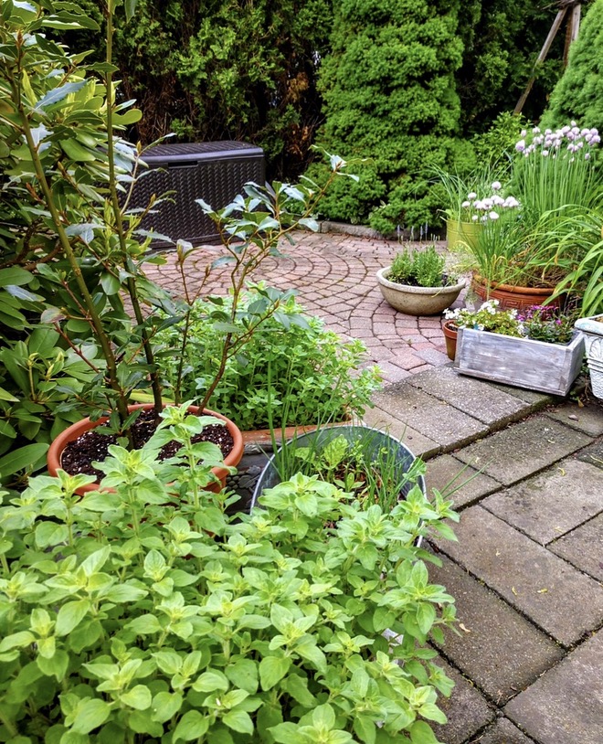 Pots of herbs on a patio