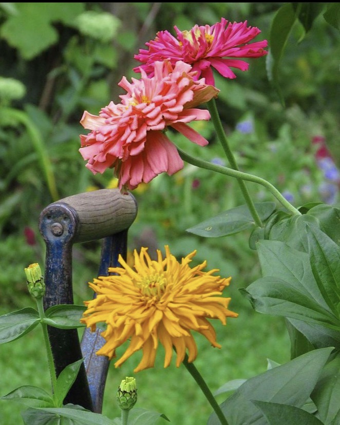 pink and yellow zinnias