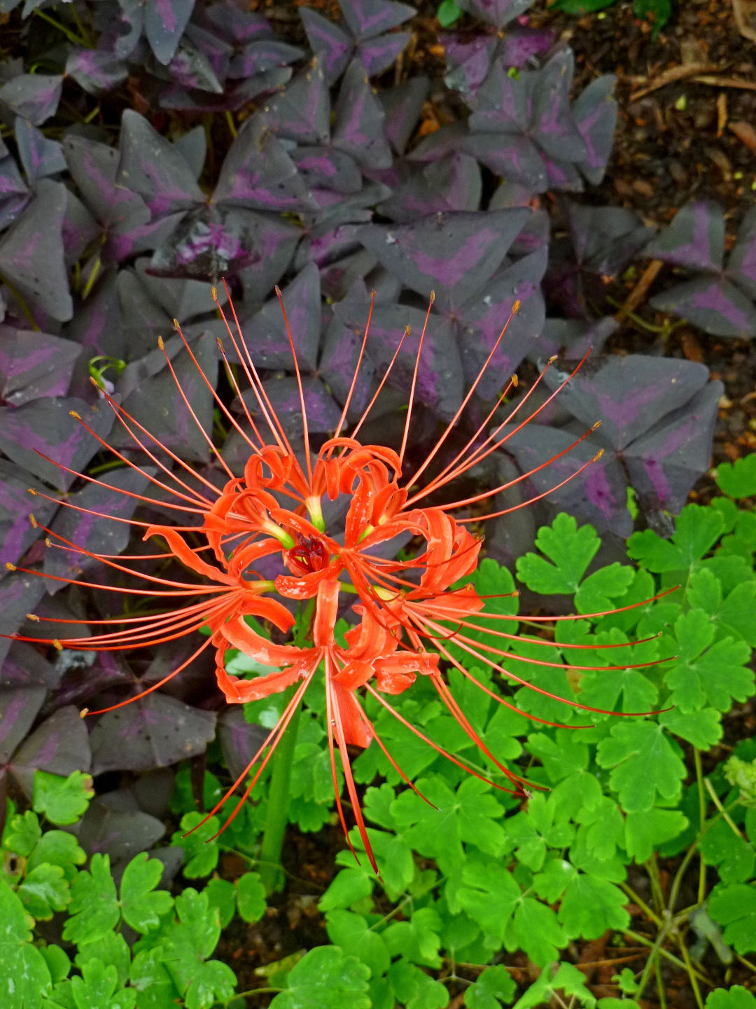 red spider lily