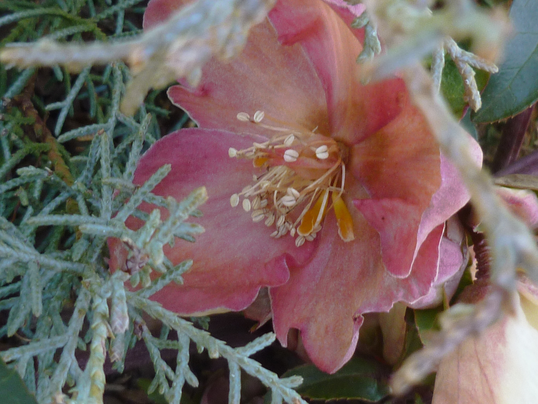 pink hellebore with blue cypress