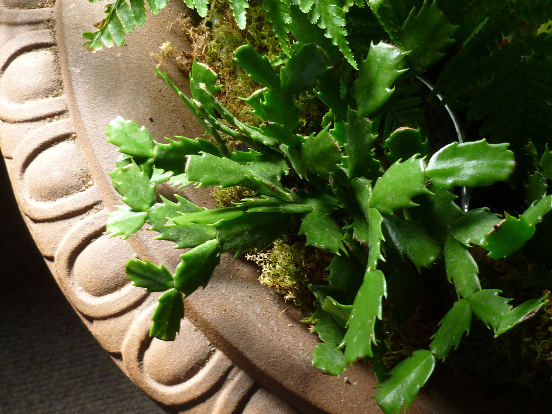 Christmas cactus close up