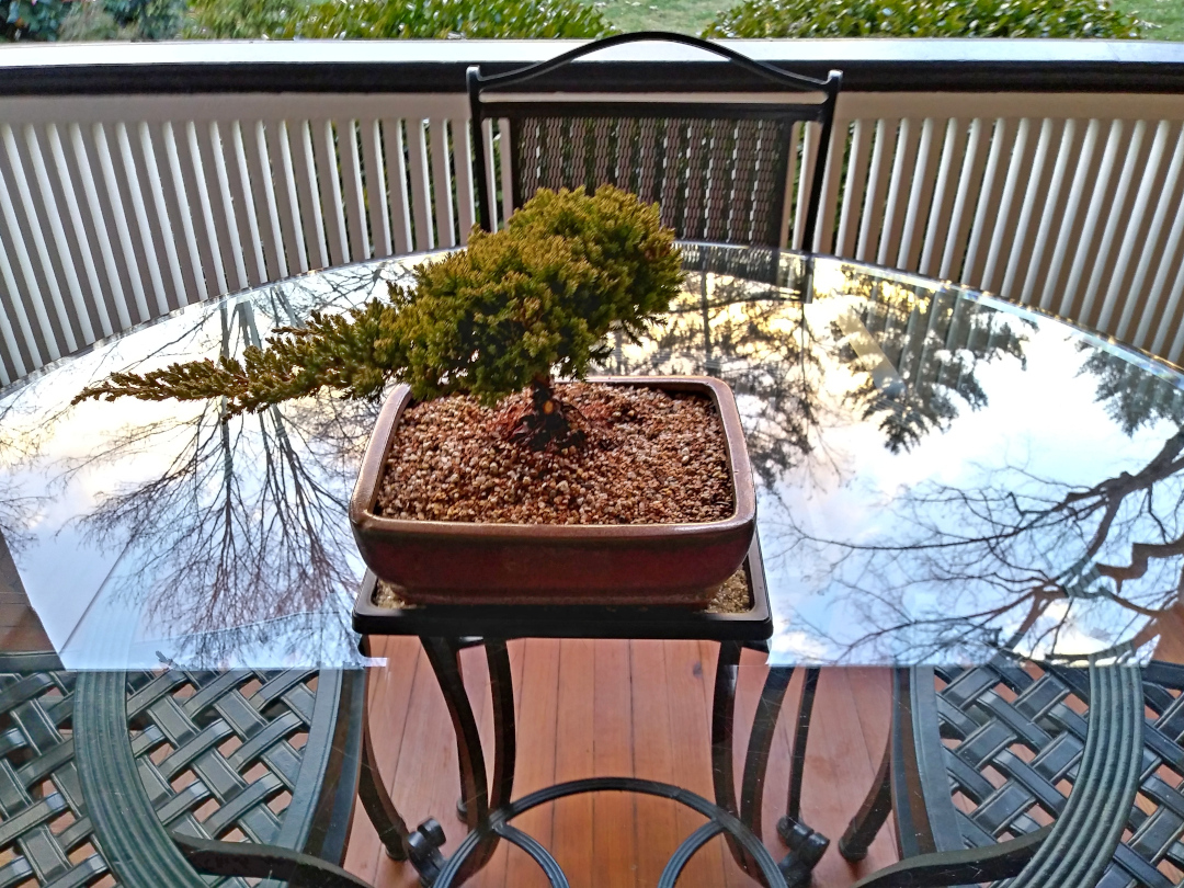 bonsai tree on a table on a porch