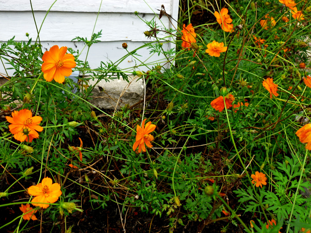 orange cosmos