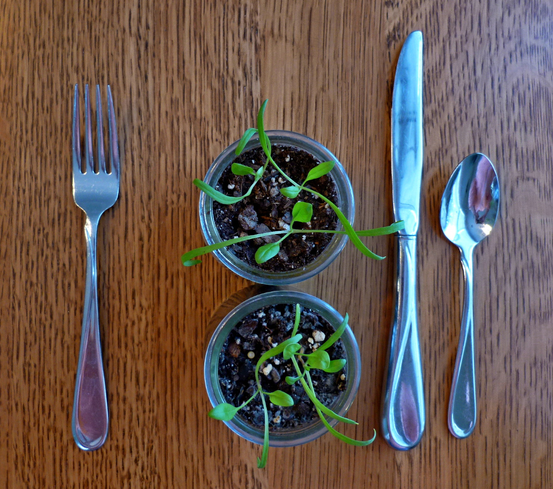 microgreens with a fork knife and spoon