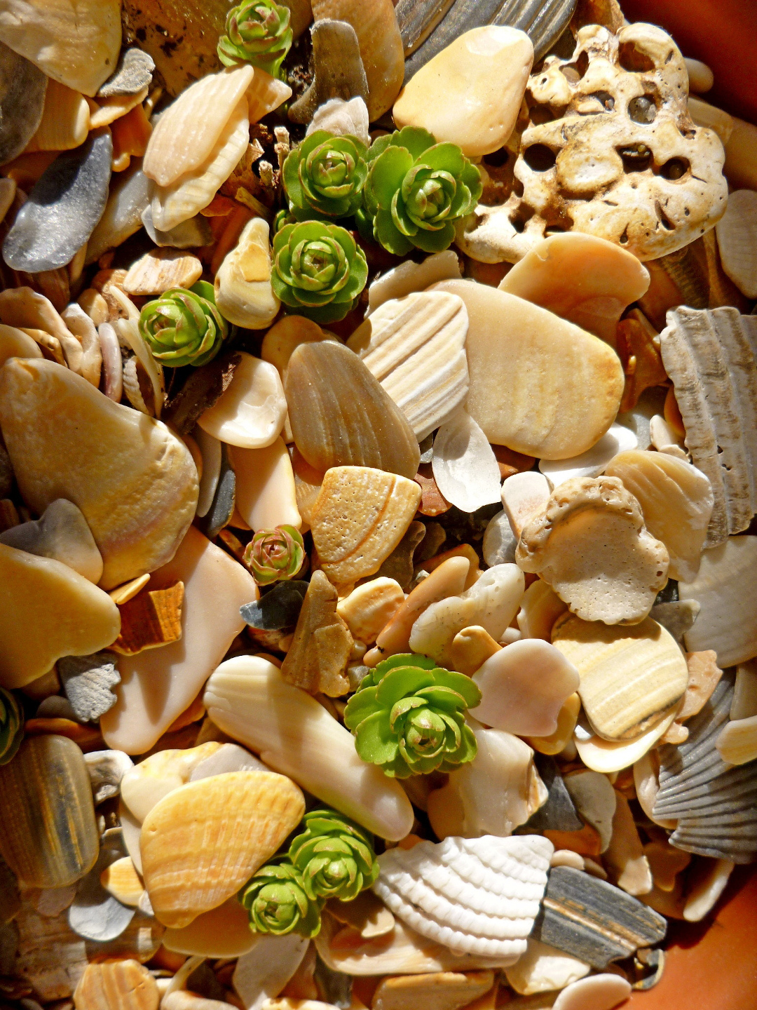 sedum buds in seashell fragments