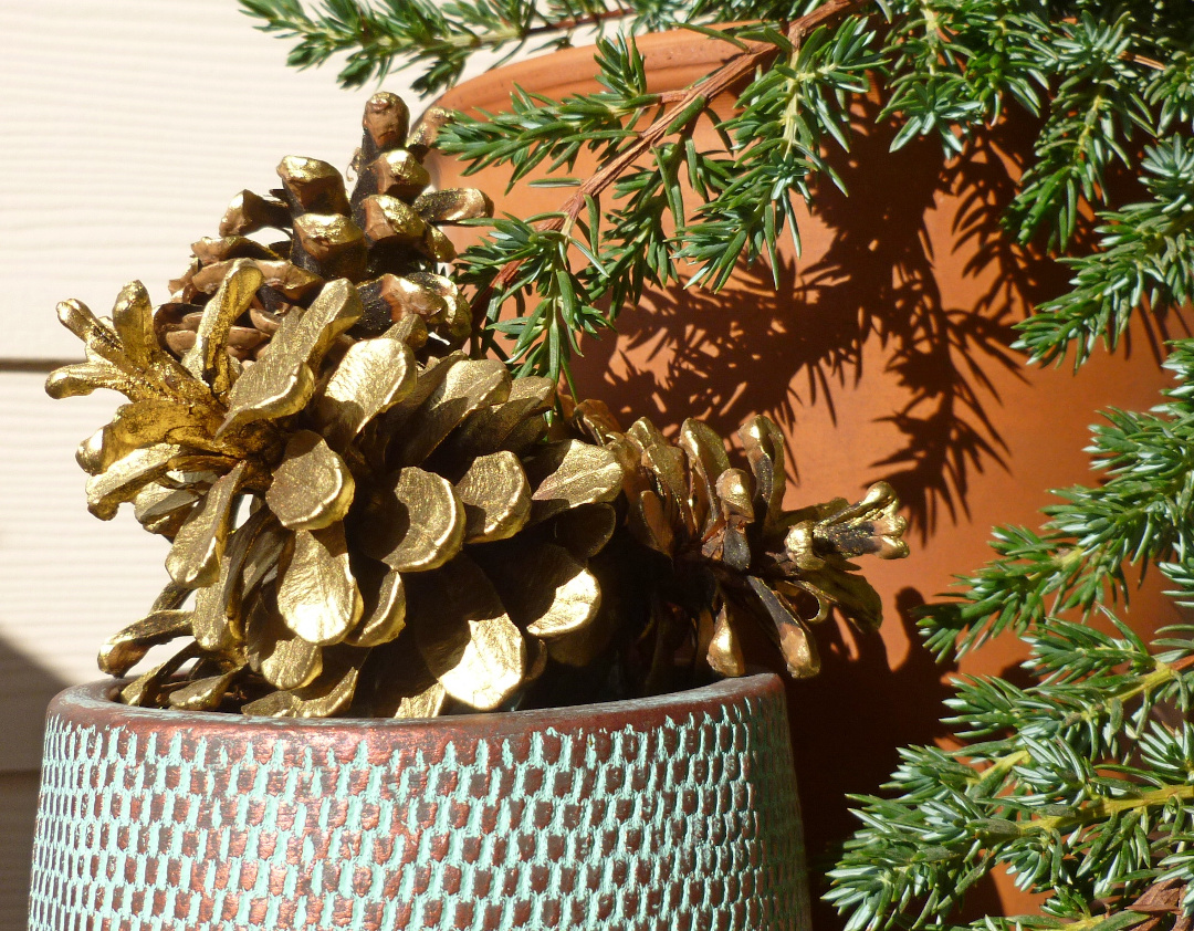 Gold pinecones next to a conifer