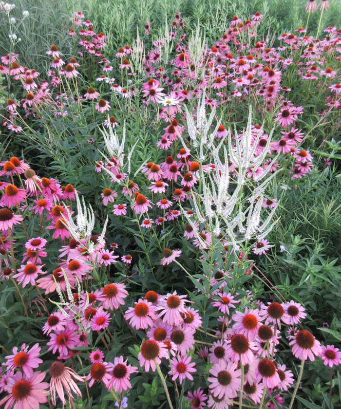 hardy perennials for midwest