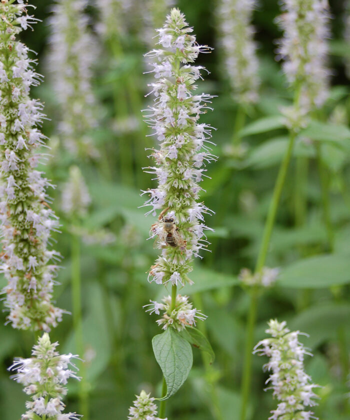 anise hyssop