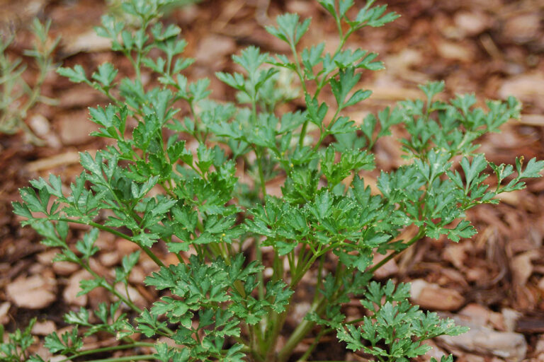 Beat the Heat with ShadeTolerant Herbs and Veggies in the Southern Plains Fine Gardening