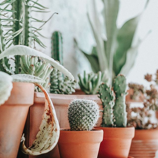 cacti and succulents in terra cotta pots