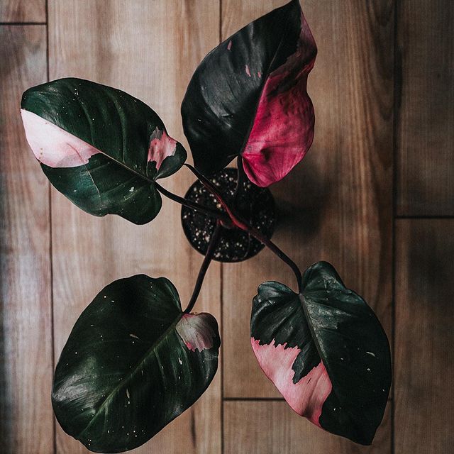 Philodendron Pink Princess