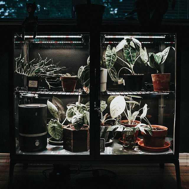 cabinet used as a mini greenhouse