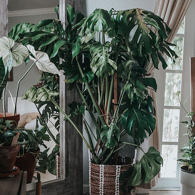 Monstera deliciousa