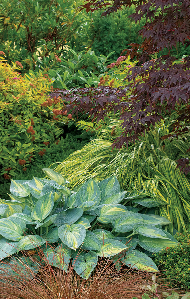 With green and red balancing each other, something has to tip the balance toward either a more exciting scene or a calmer mood. The Japanese forest grass moves toward excitement with its strongly contrasting foliage and its burst of bright color. The blades brighten the muted tones of the hosta and lighten up the visually heavy burgundy leaves of the Japanese maple.