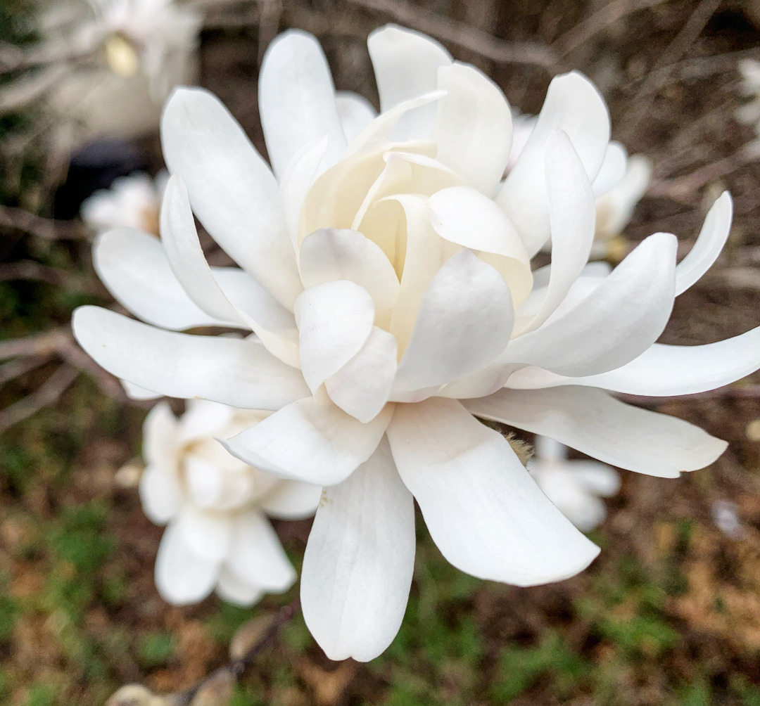 magnolia flower close up