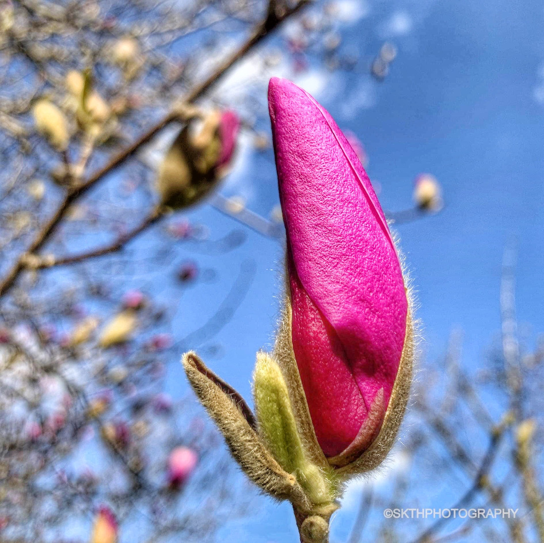 hybrid magnolia bud