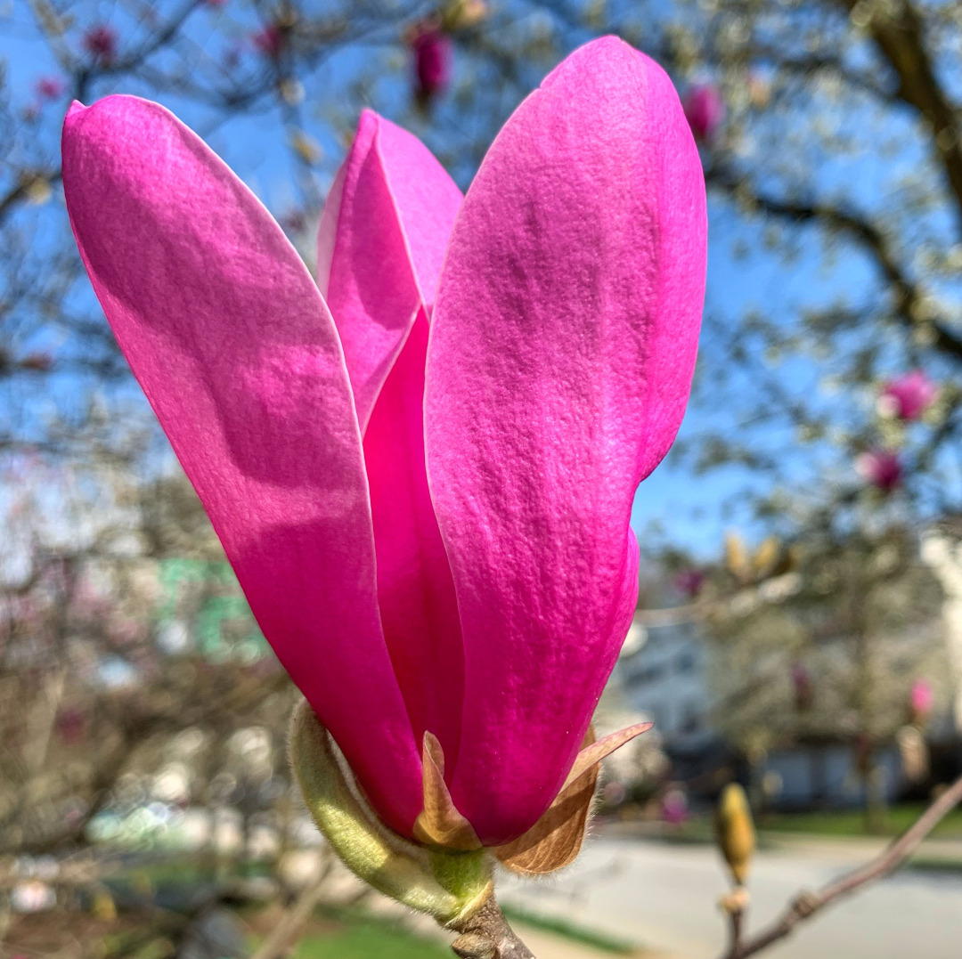 bright pink magnolia flower