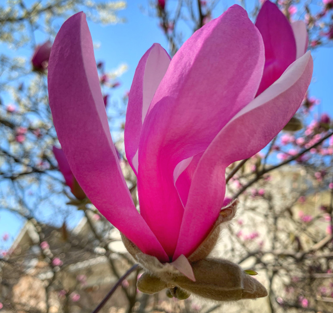 pink magnolia flower blooming