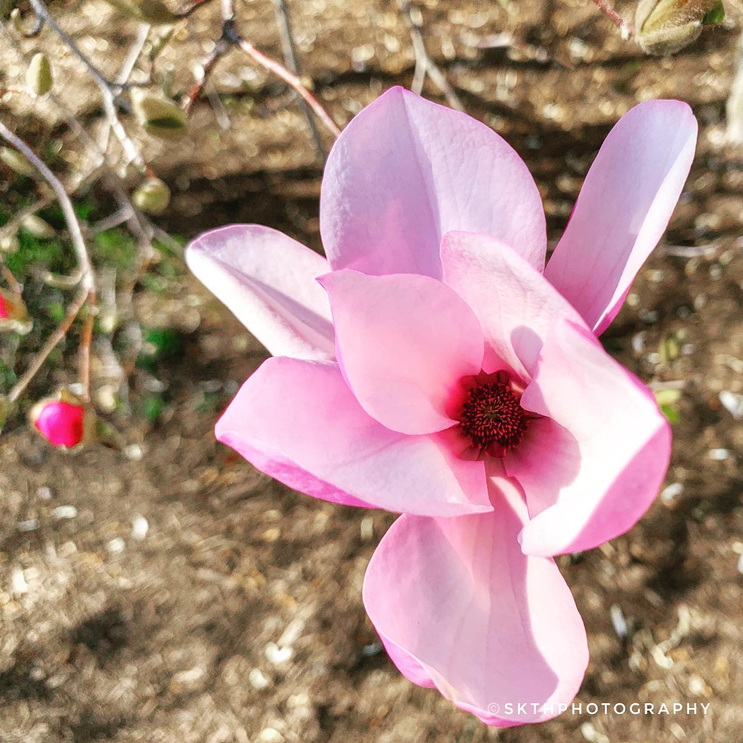 magnolia flower from above