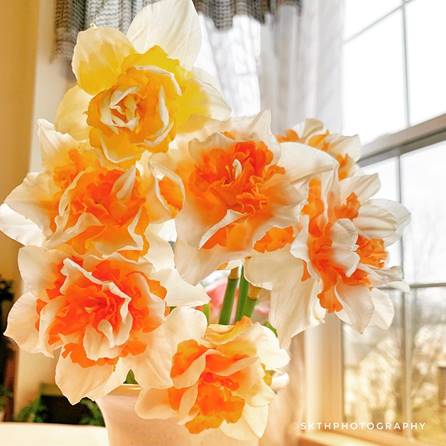 white and orange daffodils in a vase