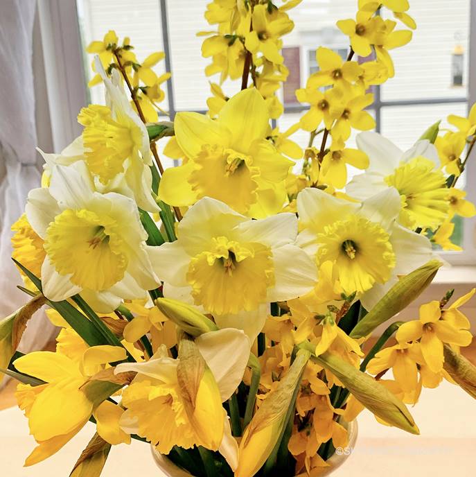 many yellow daffodils in a vase