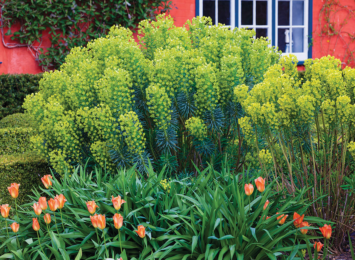 Every garden needs areas of high interest, but when you are planting in front of a red house and behind some ‘Orange Emperor’, you need to be careful. The interest here comes from the strong bottlebrush form of the euphorbias and the color of their muted but still note­worthy blooms. Had the color been more yellow, the impact would have been too much.