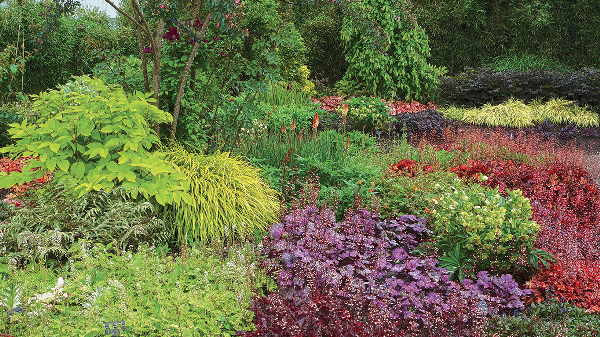 This river of red carries plenty of excitement, and plenty of green balances it out. But to keep things on the lively side without overcharging the senses requires some chartreuse. Think of ‘Sun King’ aralia and Japanese forest grass as spirited guests at this party, but not obnoxious ones.