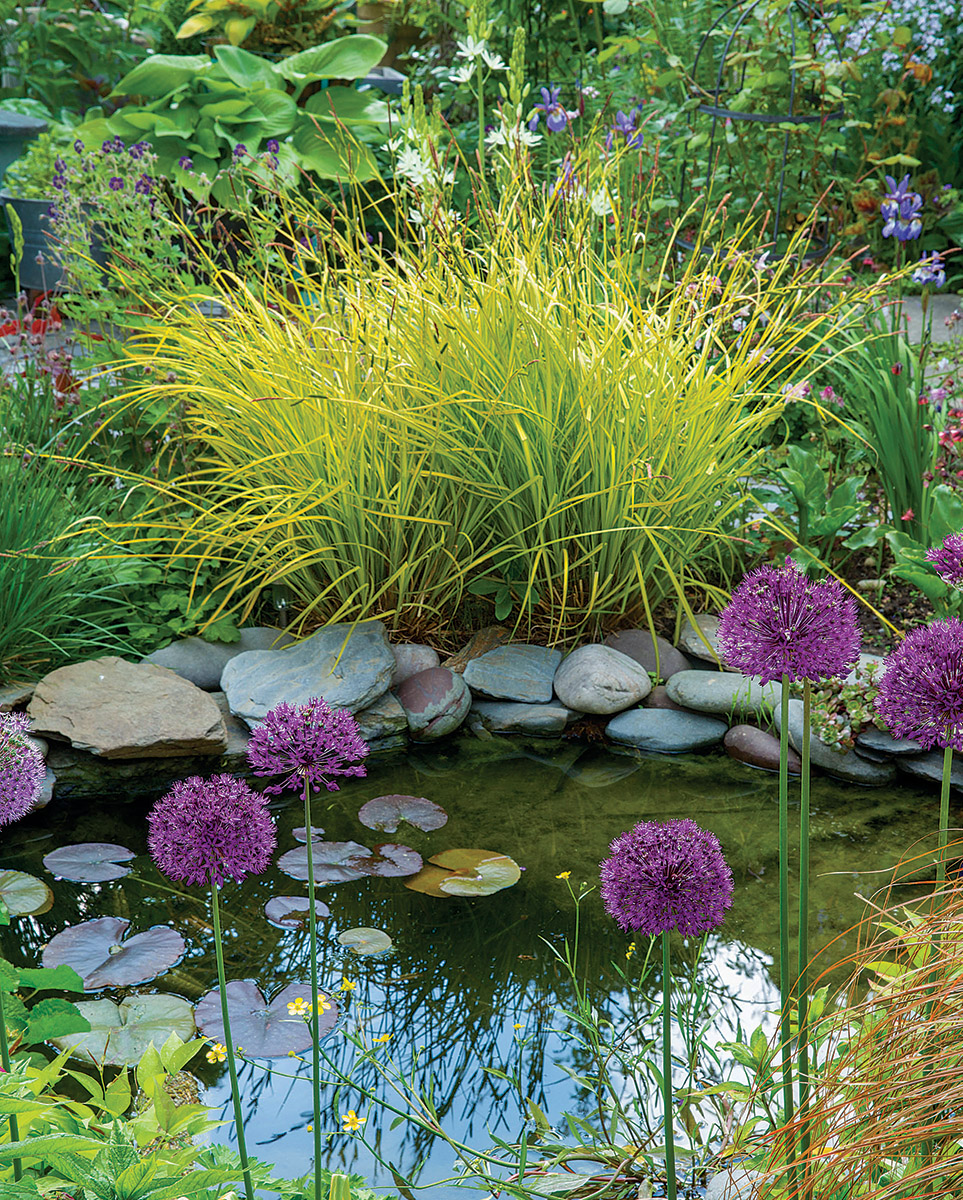 As a focal point, a water feature is hard to compete with. But with just enough yellow in it to grab the eye and hold it, Bowles’ golden sedge is the perfect plant to steal the glory from this water feature. The globes of ‘Purple Sensation’ allium , normally the star of a planting, are supporting players.