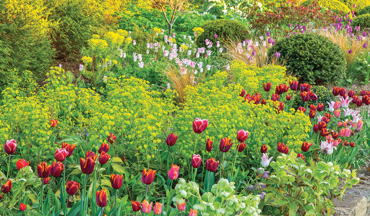 The contrast between the dark red tulips in the foreground and the white tulips behind them is large. Chartreuse euphorbia sits in the middle, being not too dark, not too light, and not too showy. With the tulips mimicking the undulating river of the euphorbia, the planting is colorful and cohesive. Some round green yews anchor the bed to keep it from feeling too wild or random.