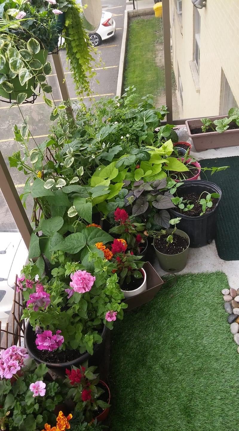 ornamental and edible plants on a balcony