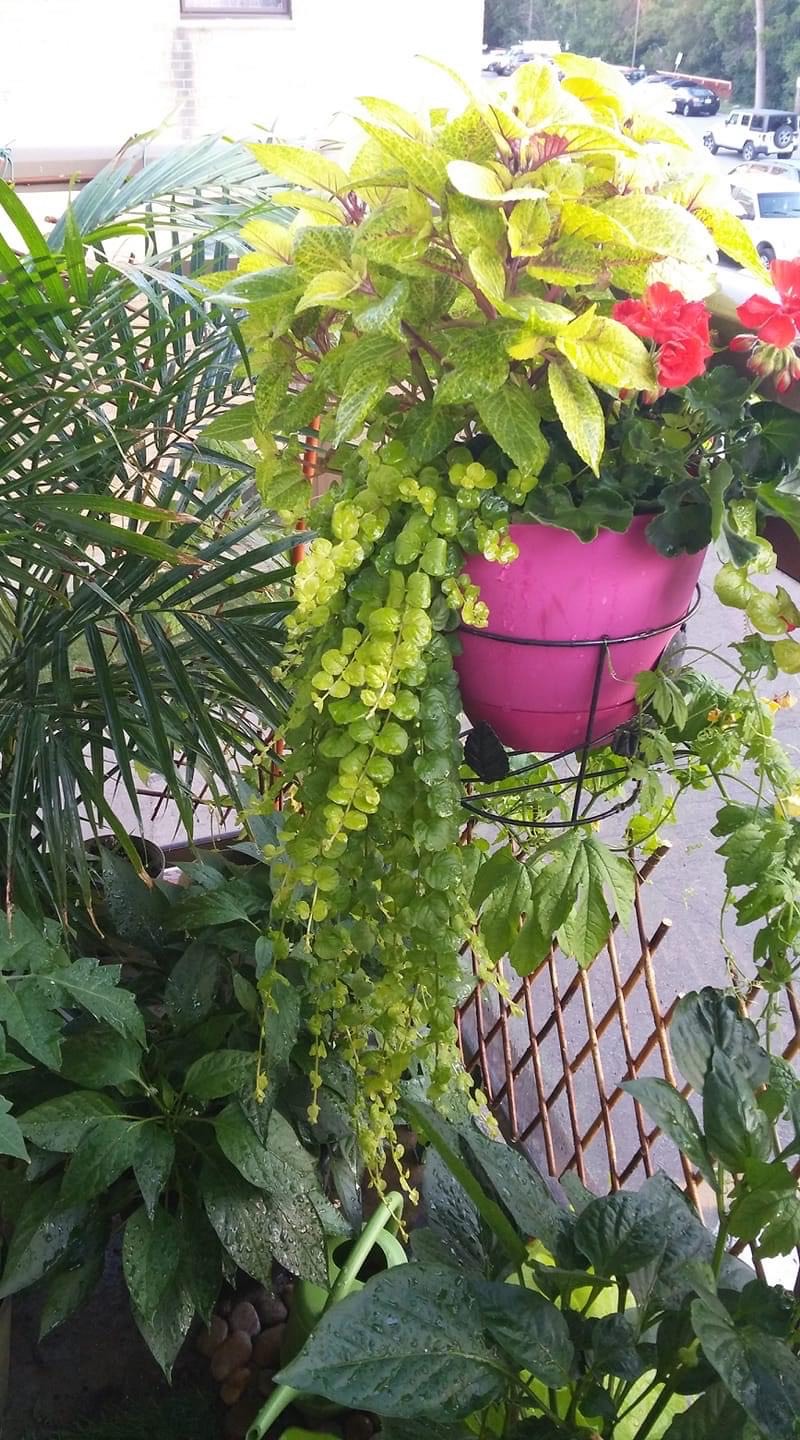 bright green container planting on a balcony