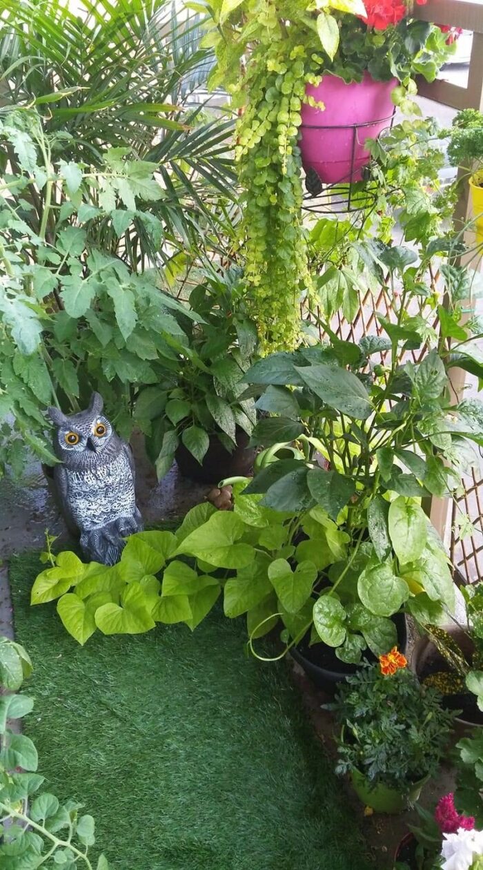 lots of greenery on a balcony