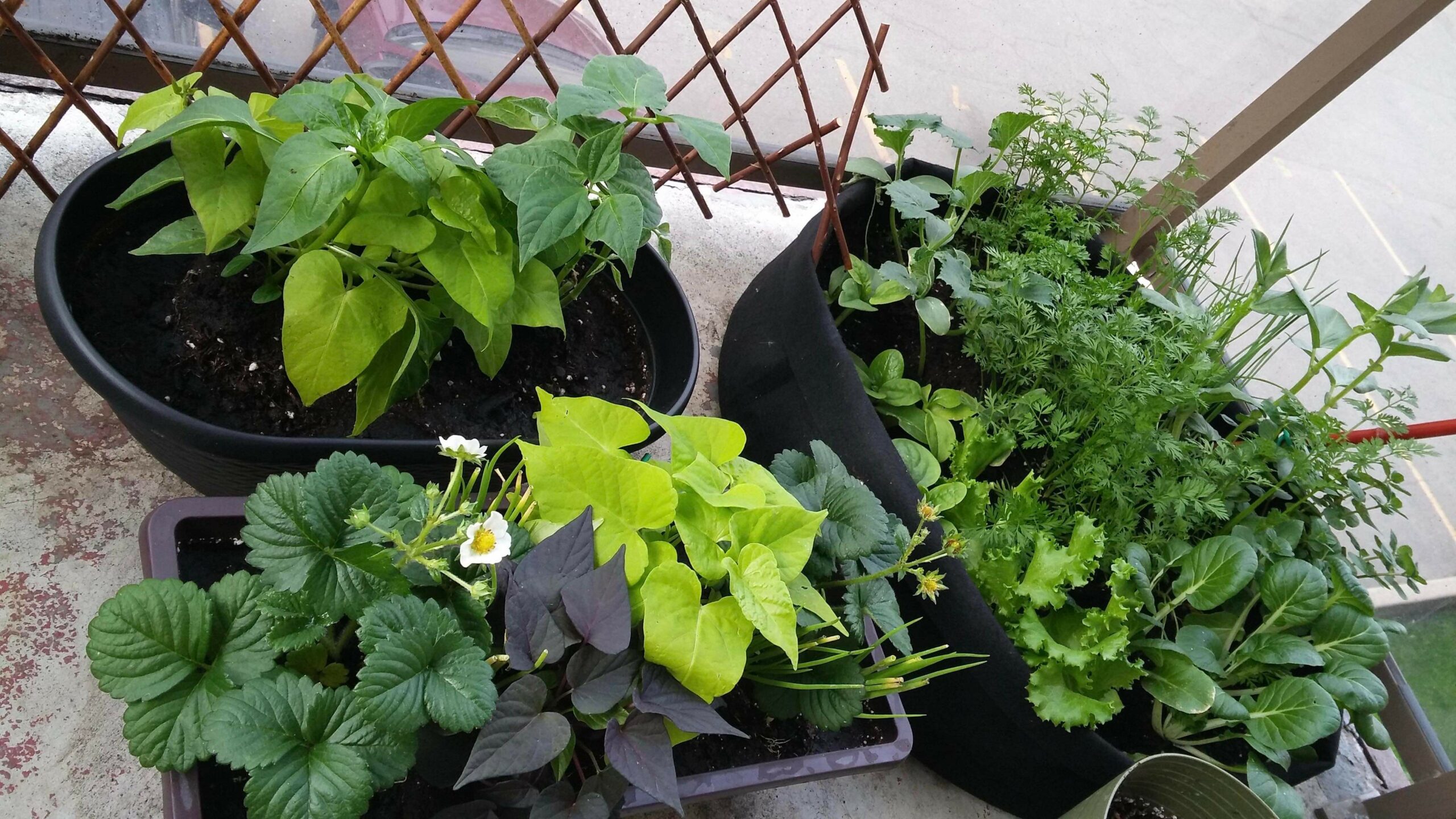 edible plants growing in containers