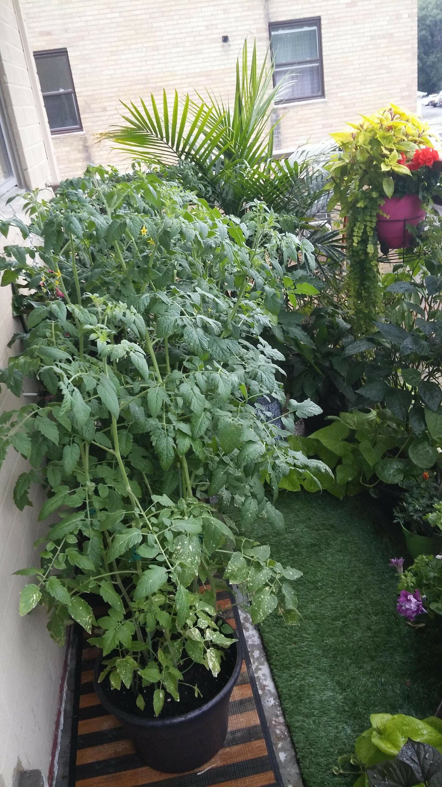 tomatoes growing on a balcony