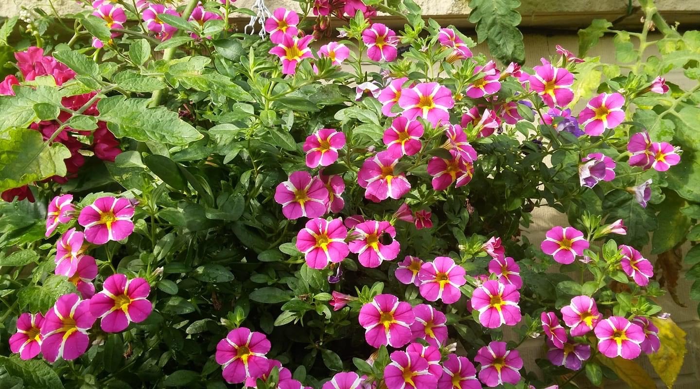 Small Balcony, Huge Garden - FineGardening