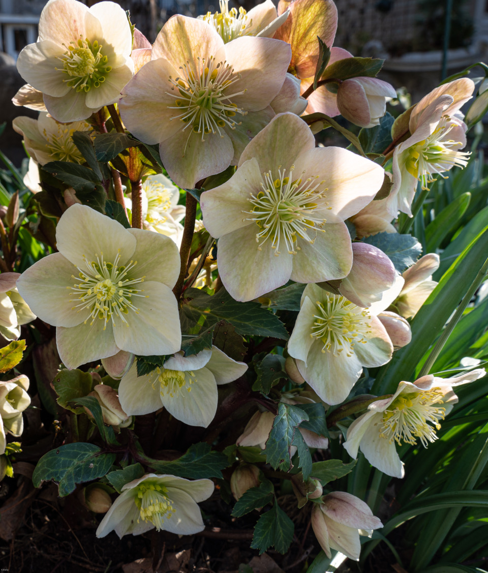 Helleborus Ivory Prince