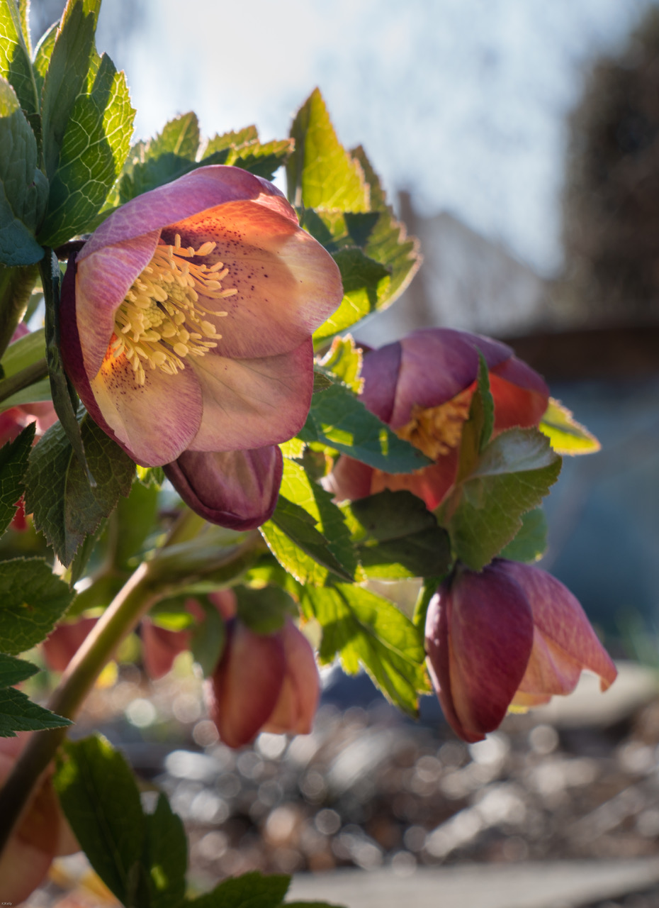 warm coppery hellebore