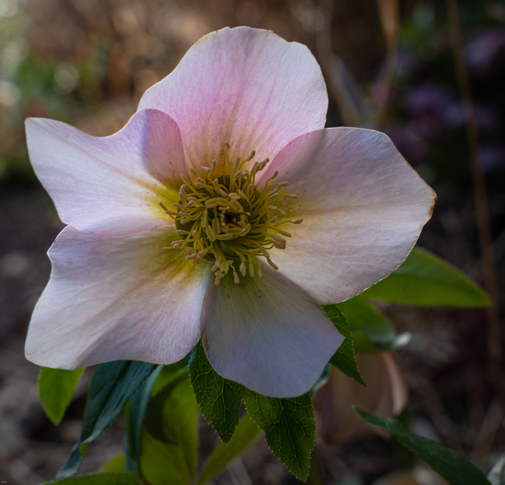 pale pink hellebore