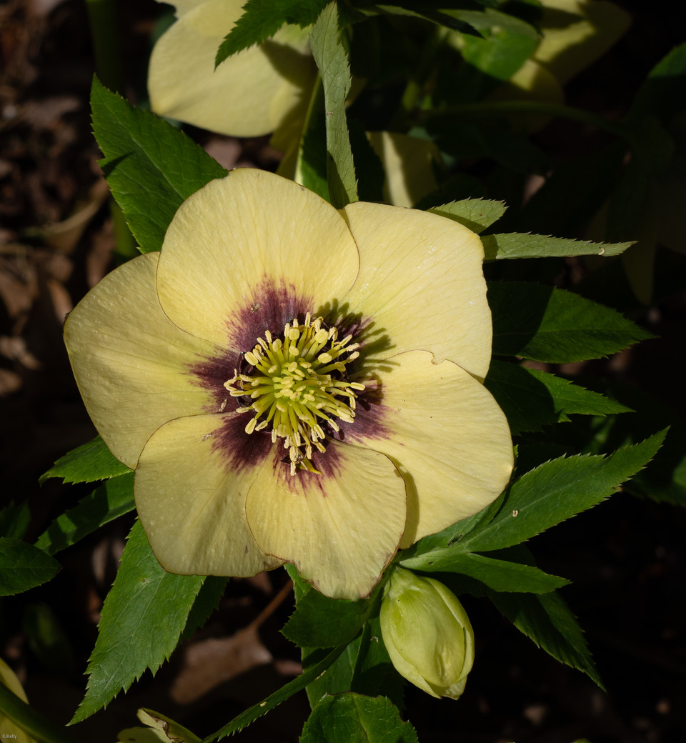 pale yellow hellebore